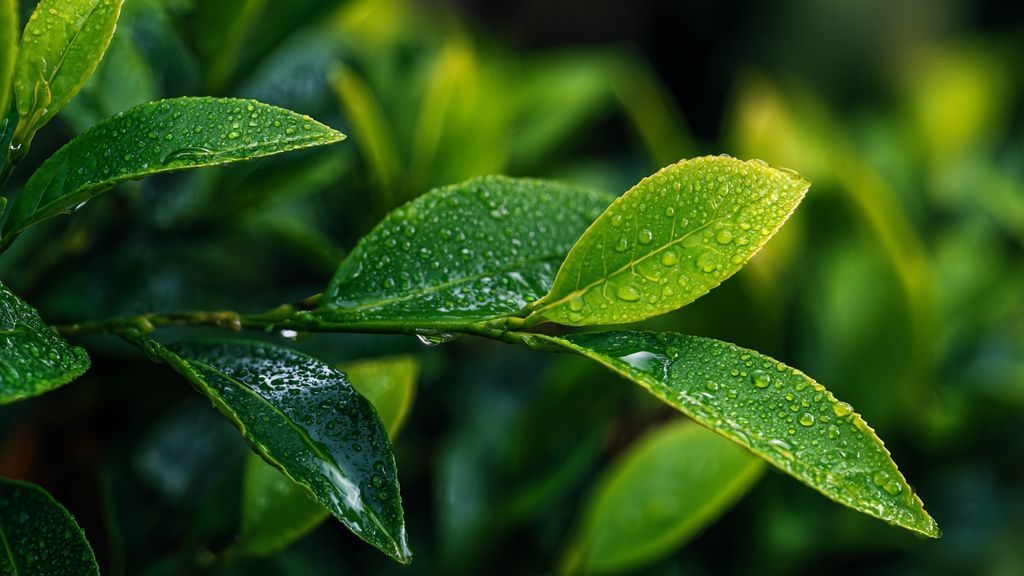 Comment Bai Hua She She Cao s’inscrit-elle dans une démarche globale de bien-être naturel