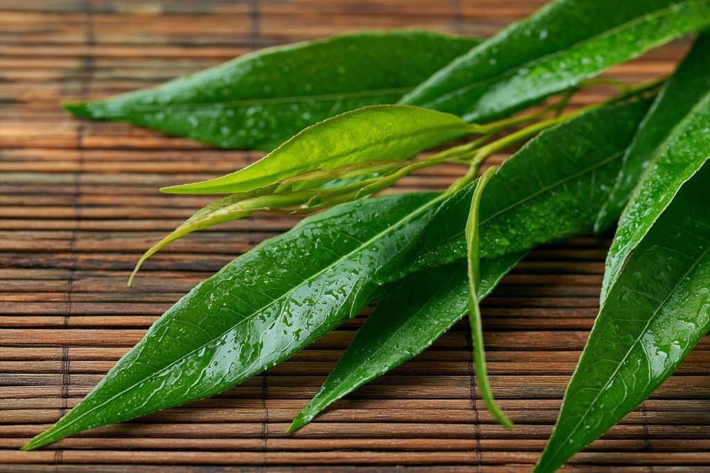 Xia Ku Cao : réduire les nodules et la tension