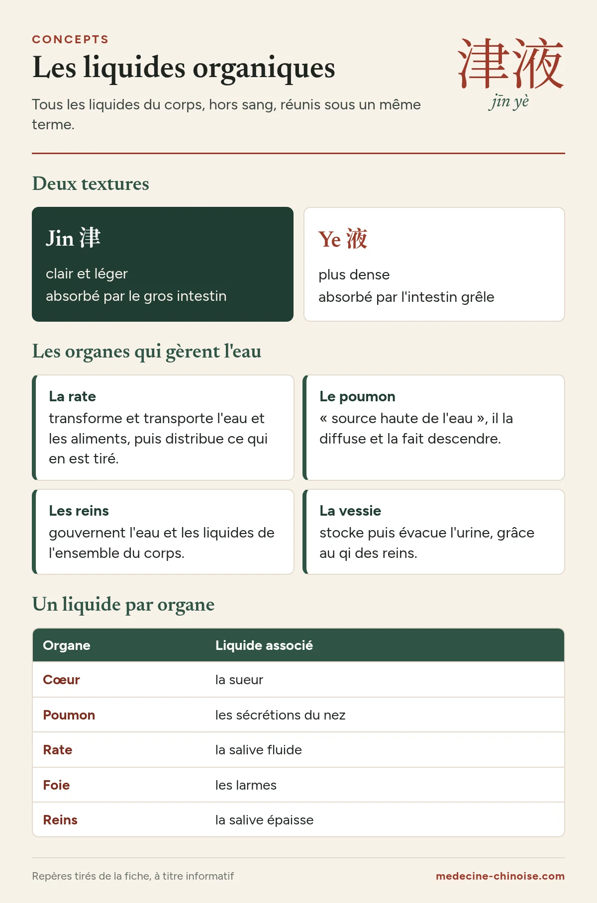 Infographie sur les liquides organiques jin et ye, les organes qui gèrent l'eau et le liquide associé à chaque organe selon la tradition